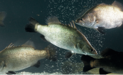 Barramundi swimming in aquaculture tank. Image, MainStream Aquaculture Group. 